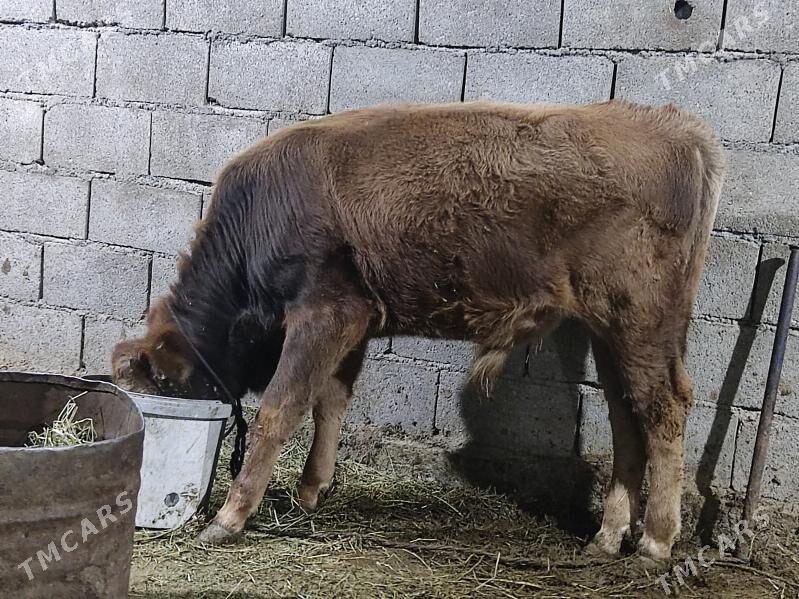 tohum okuz - Гёкдепе - img 2