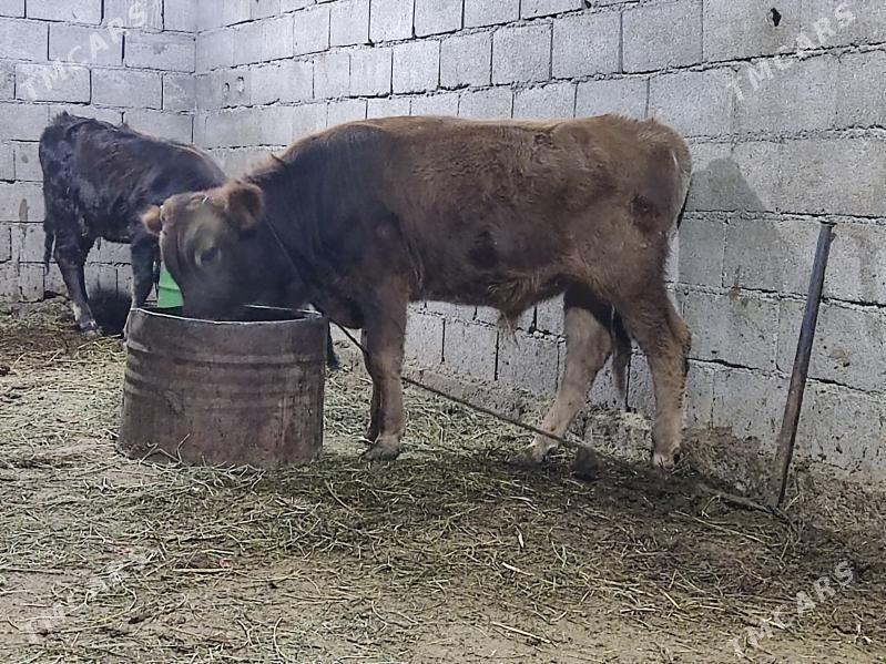 tohum okuz - Гёкдепе - img 5