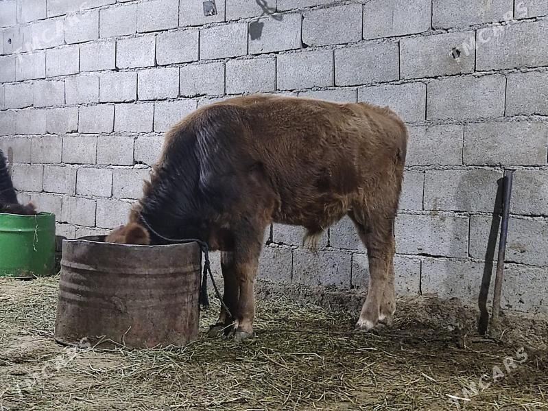 tohum okuz - Гёкдепе - img 3