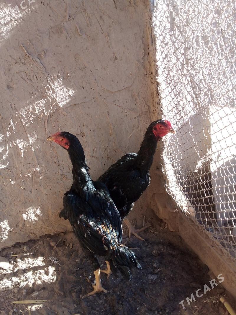 хораз.маки - Дашогуз - img 2