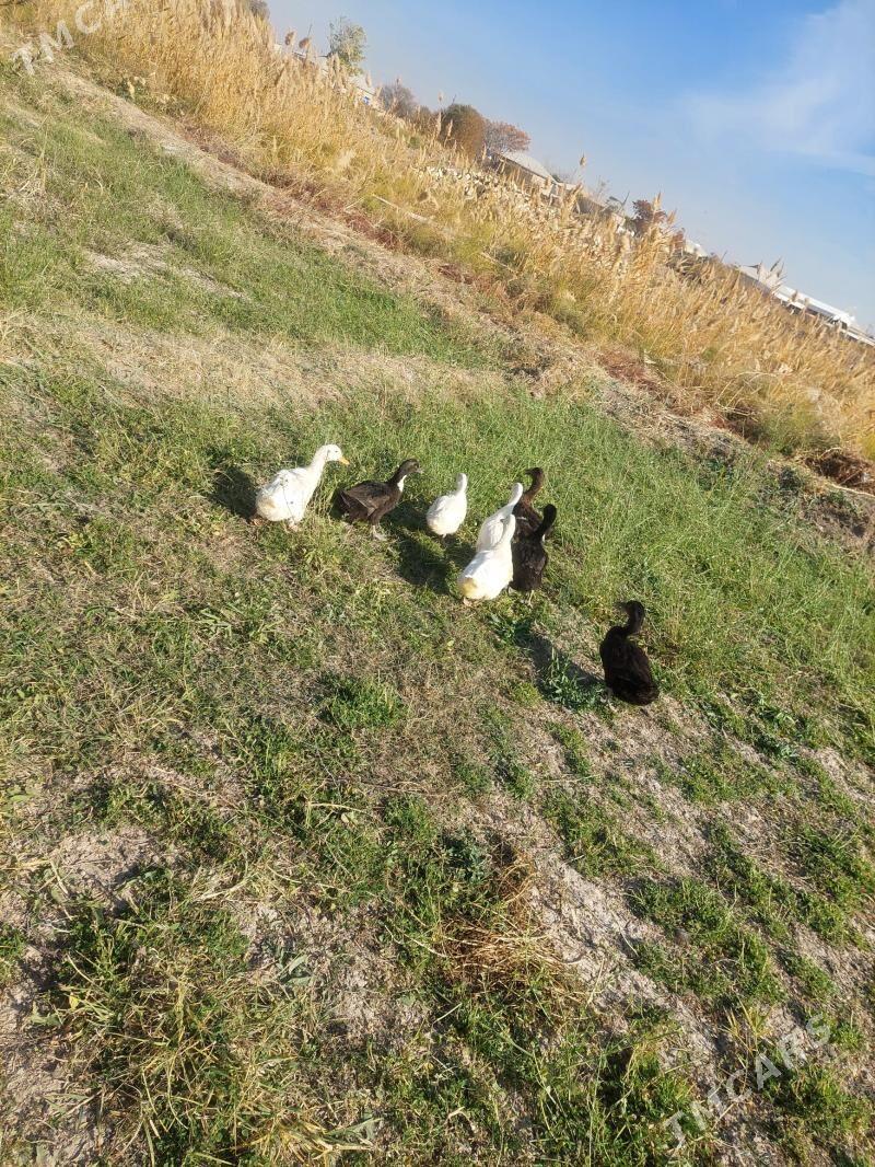 ordek - Baýramaly - img 2