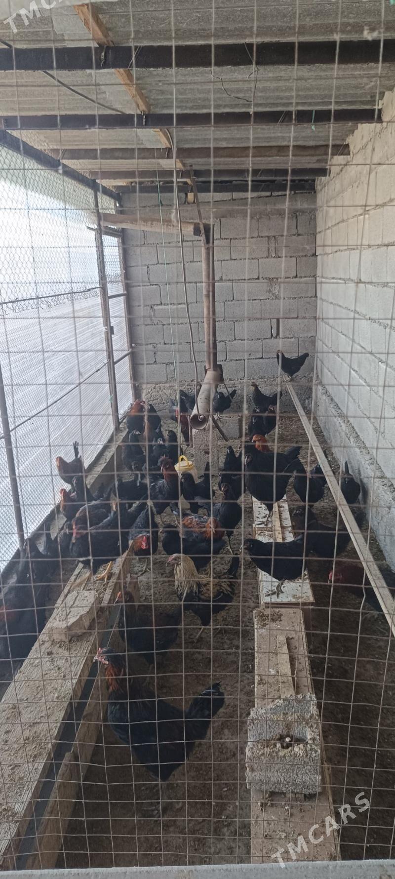 towuk - Gökje - img 3