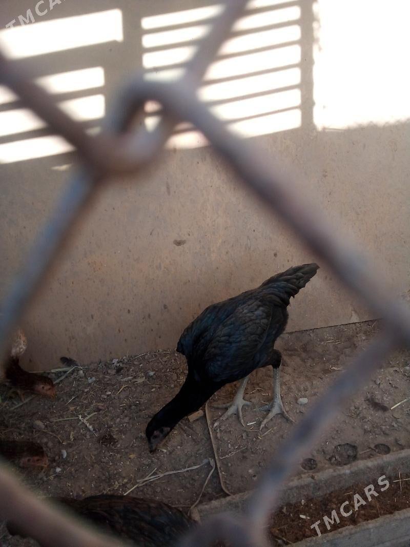 хораз.маки - Дашогуз - img 6