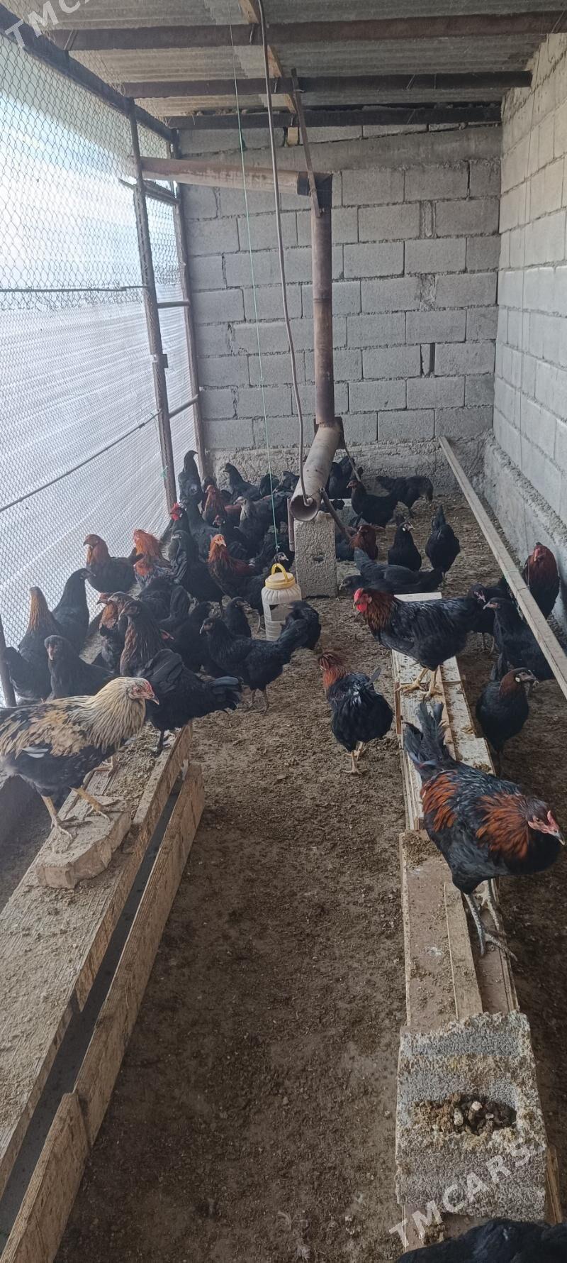 towuk - Gökje - img 4