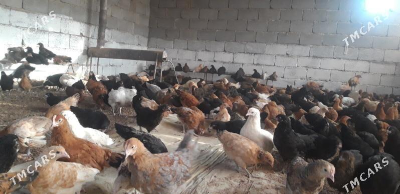 SATLYK JŰÝJE - Wekilbazar - img 1