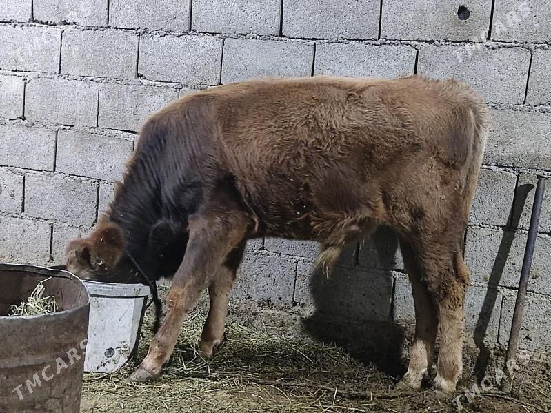 tohum okuz - Гёкдепе - img 1