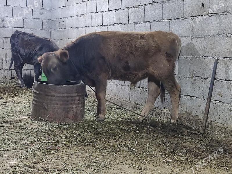 tohum okuz - Гёкдепе - img 6