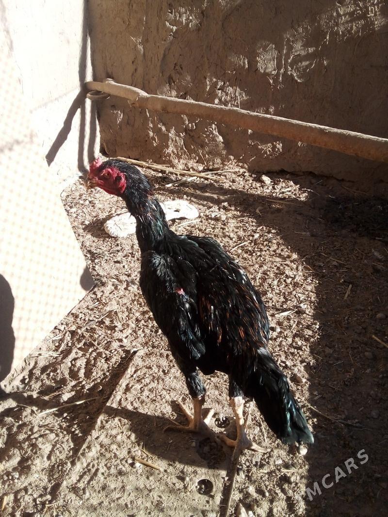 хораз.маки - Дашогуз - img 3