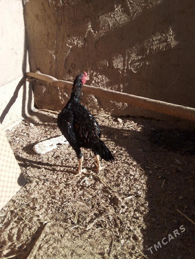 хораз.маки - Дашогуз - img 5