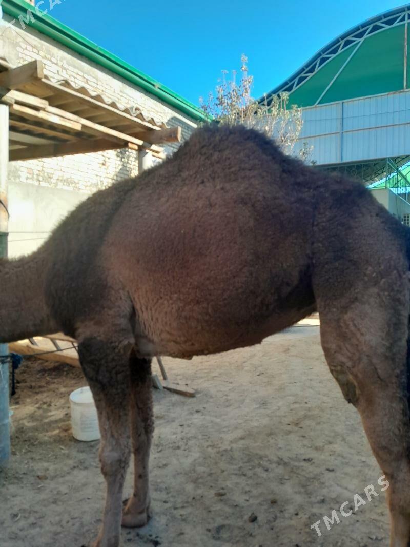 torum duye - Çoganly - img 6