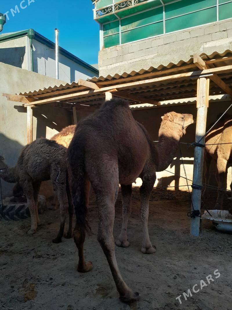 torum duye - Çoganly - img 5