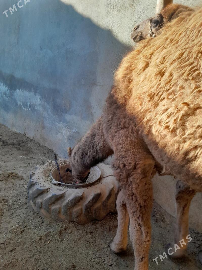 torum duye - Çoganly - img 2