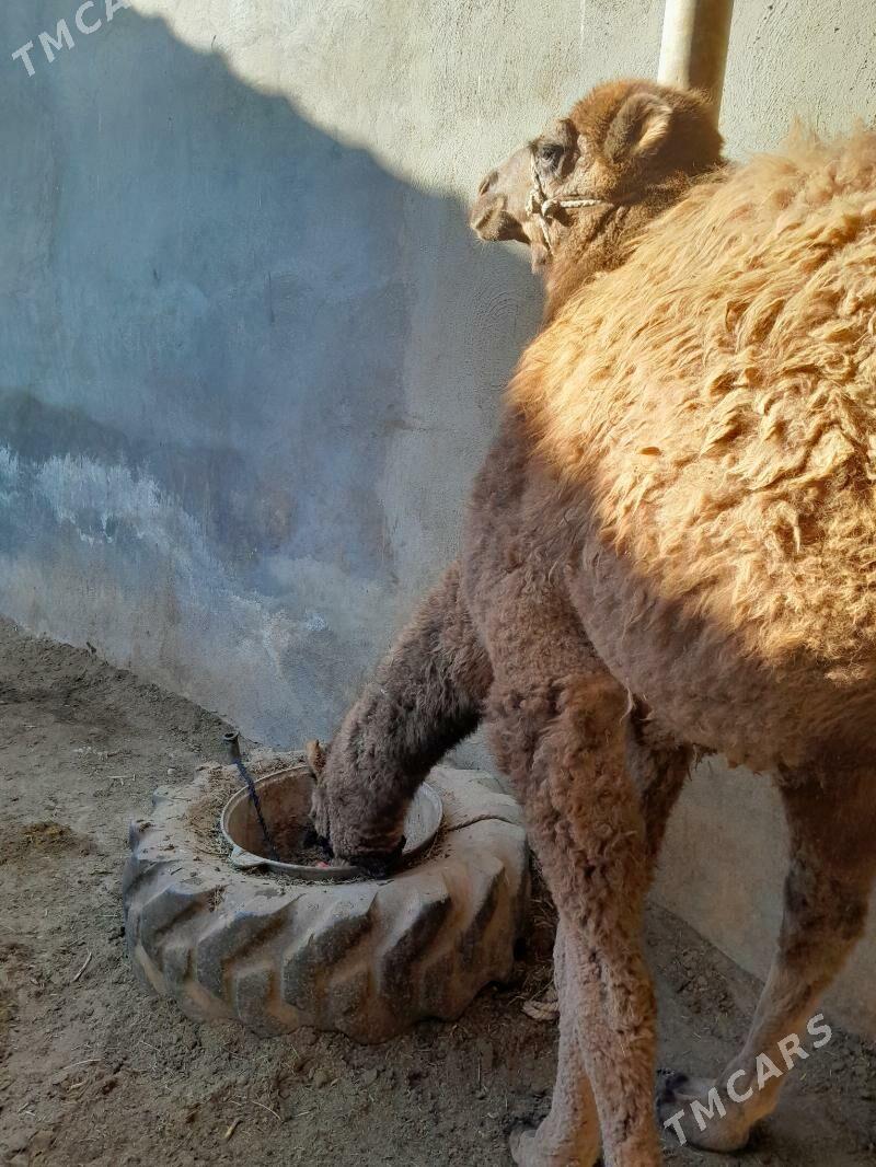 torum duye - Çoganly - img 3