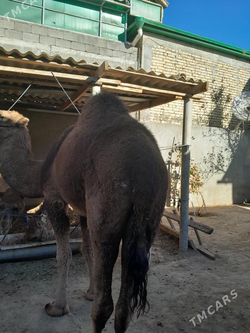 torum duye - Çoganly - img 4