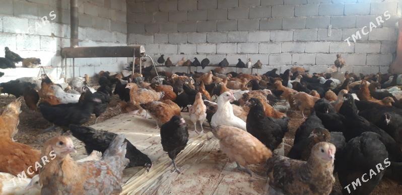 SATLYK JŰÝJE - Wekilbazar - img 2