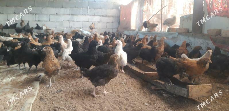 SATLYK JŰÝJE - Wekilbazar - img 3