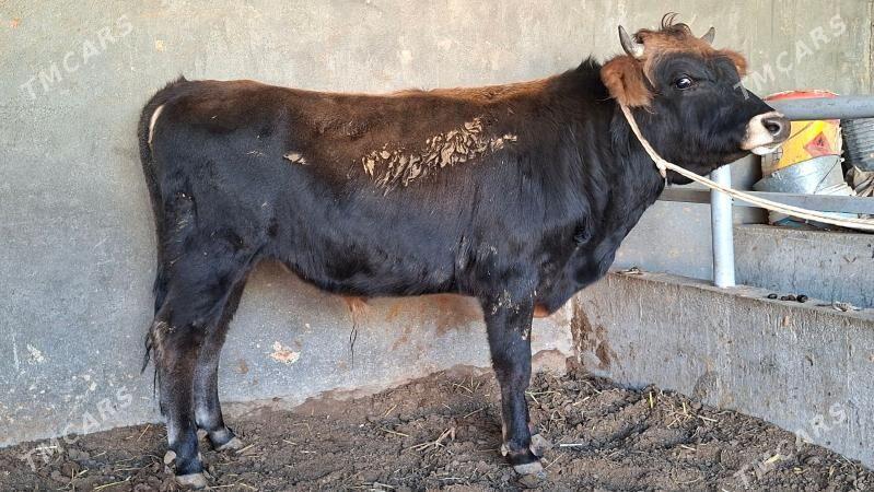 okuz - Büzmeýin - img 3