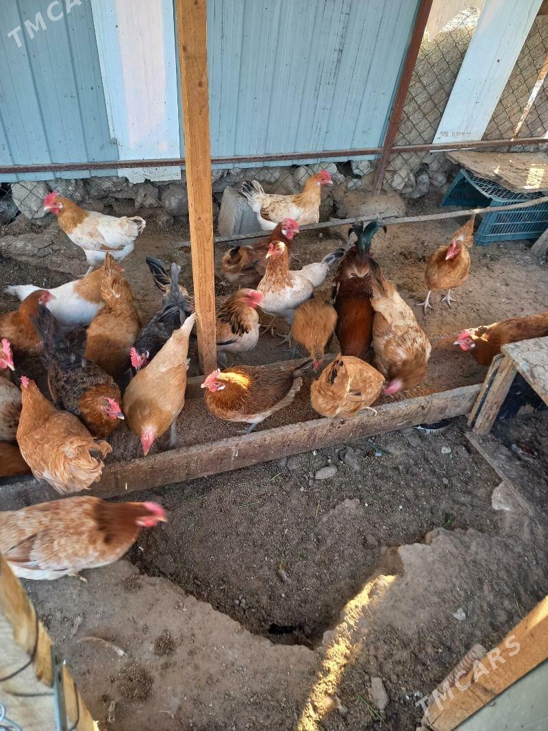 TOWUK GUZLAÝJY - Ak bugdaý etraby - img 2