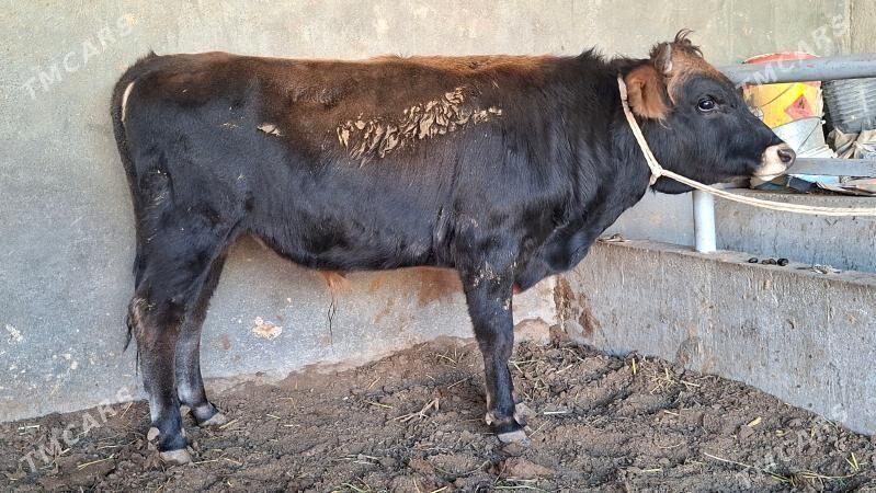 okuz - Büzmeýin - img 2