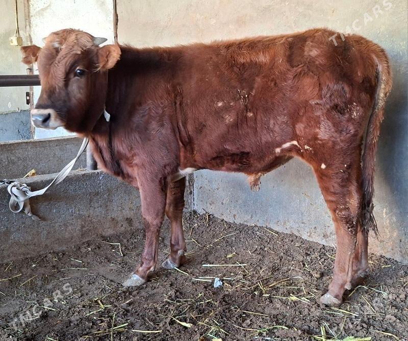 okuz - Büzmeýin - img 4