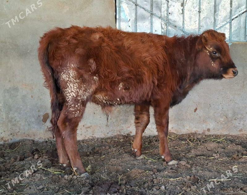 okuz - Büzmeýin - img 7