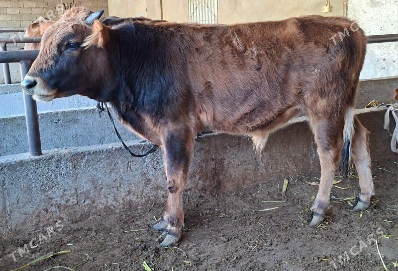 okuz - Büzmeýin - img 5