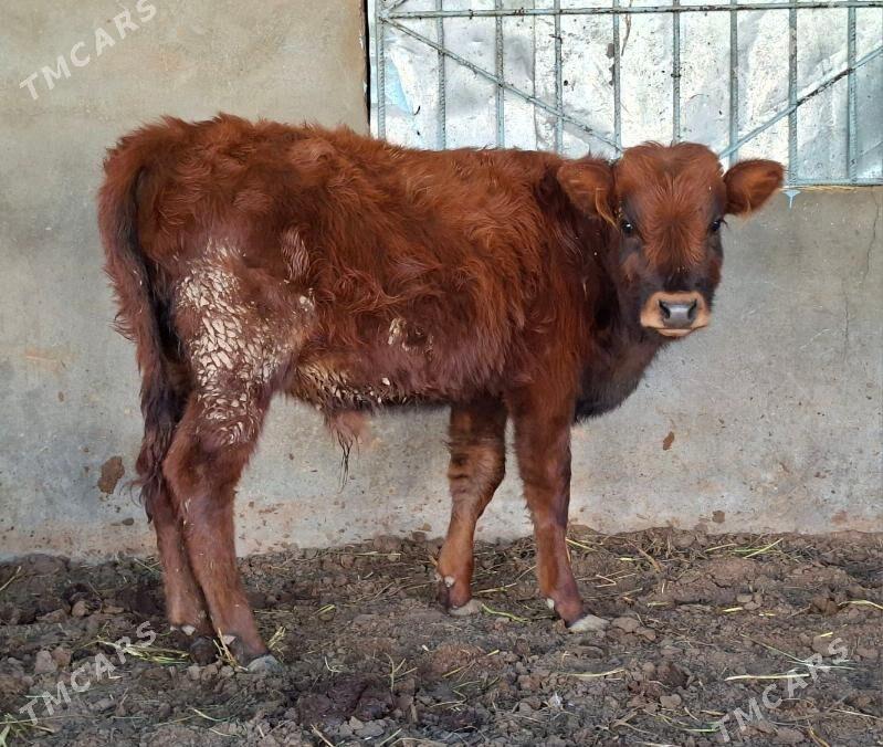 okuz - Büzmeýin - img 6