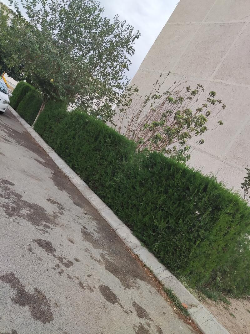 Tuya Yolka Ёлка - Ашхабад - img 4