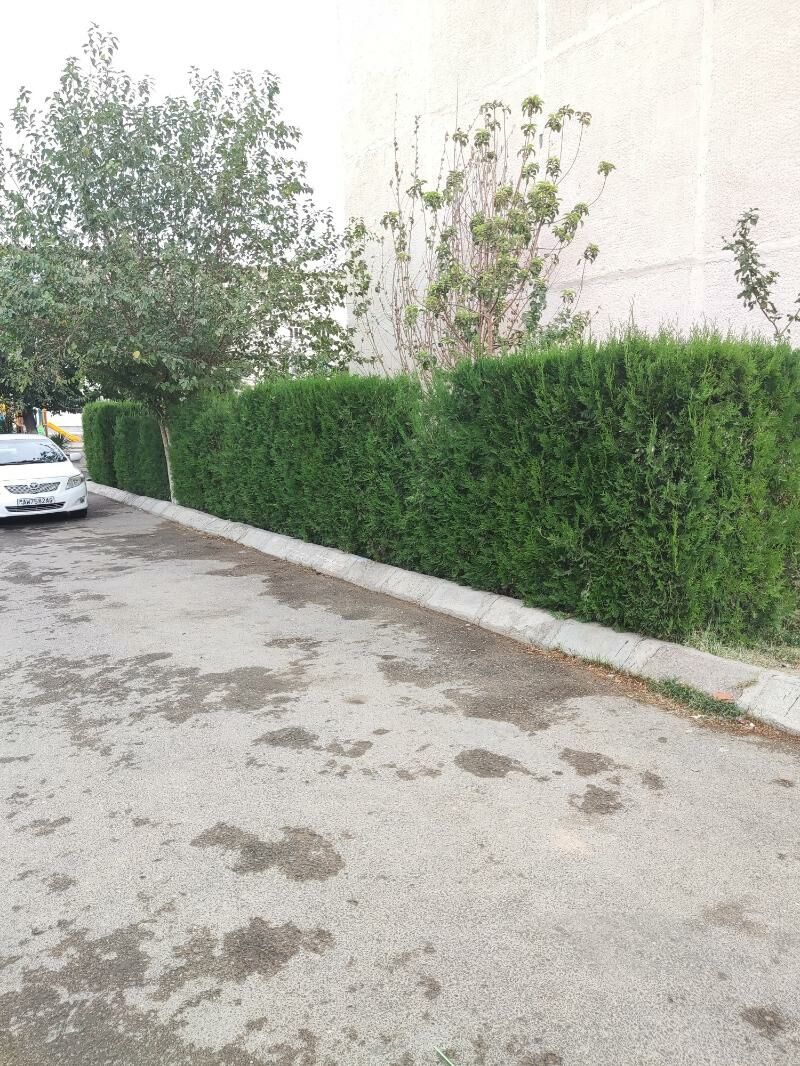 Tuya Yolka Ёлка - Ашхабад - img 3