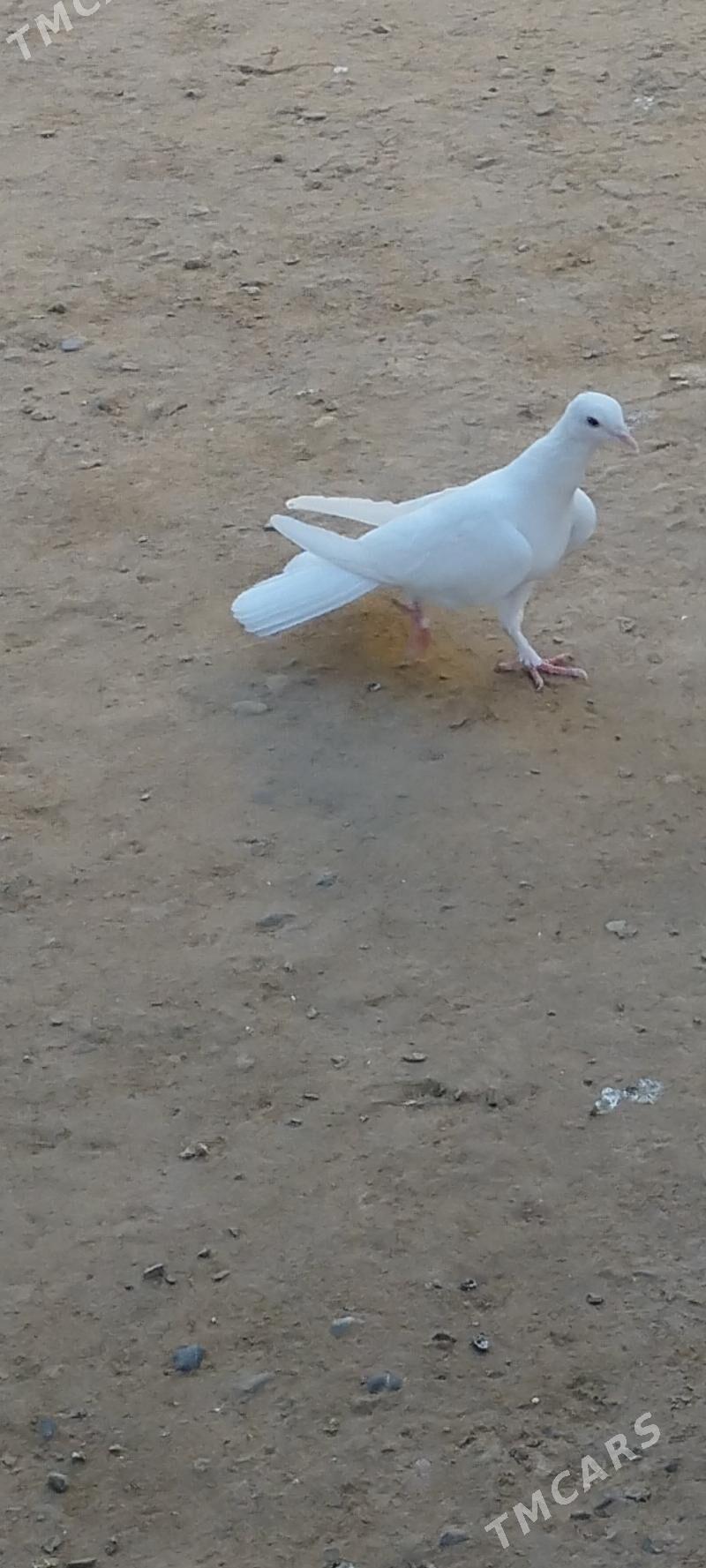 kepderi - Mary - img 4