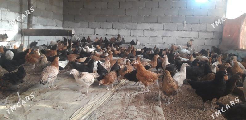 SATLYK JŰÝJE - Wekilbazar - img 4