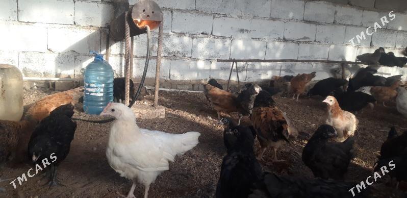 SATLYK JŰÝJE - Wekilbazar - img 5