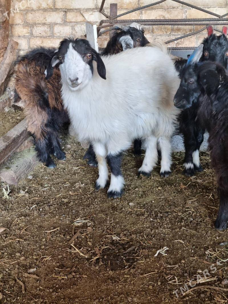 cebis - Dänew - img 2