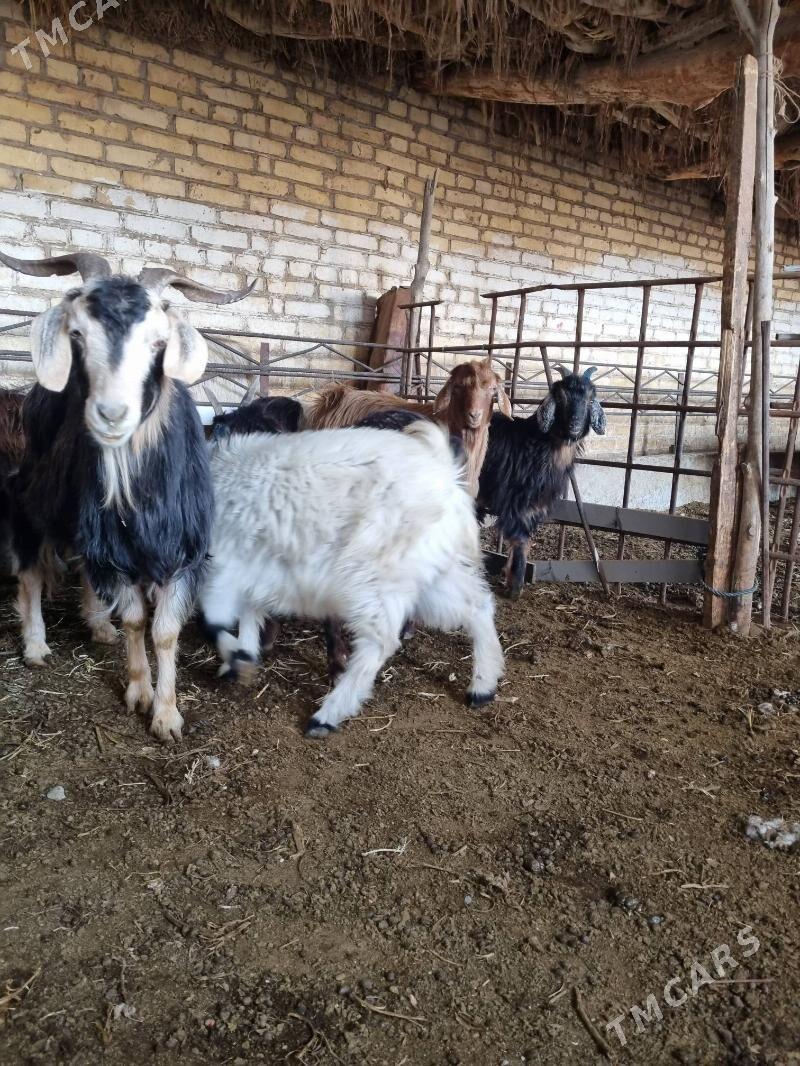 cebis - Dänew - img 5