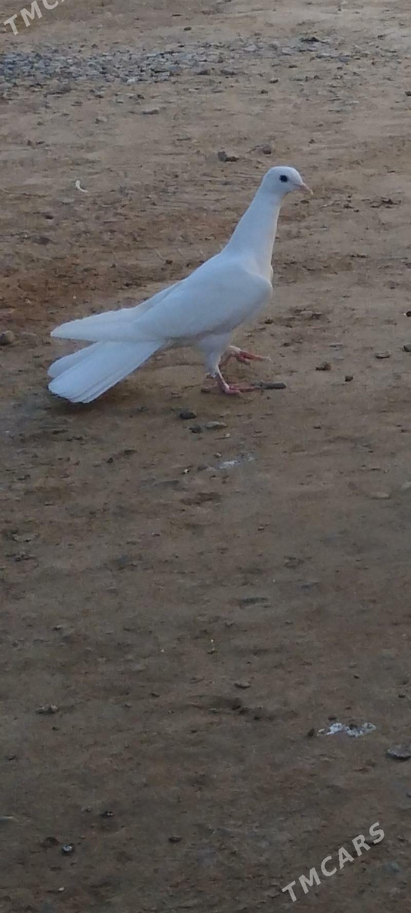 kepderi - Mary - img 2