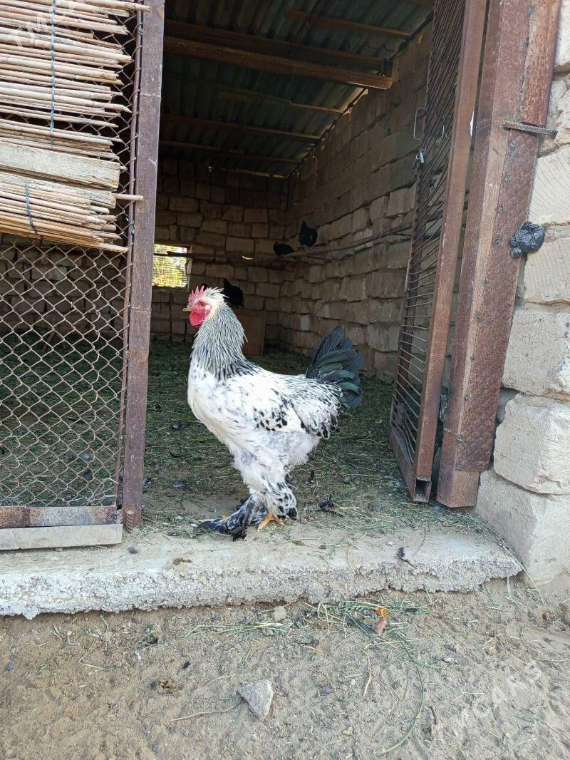 paroda horaz - Мары - img 3