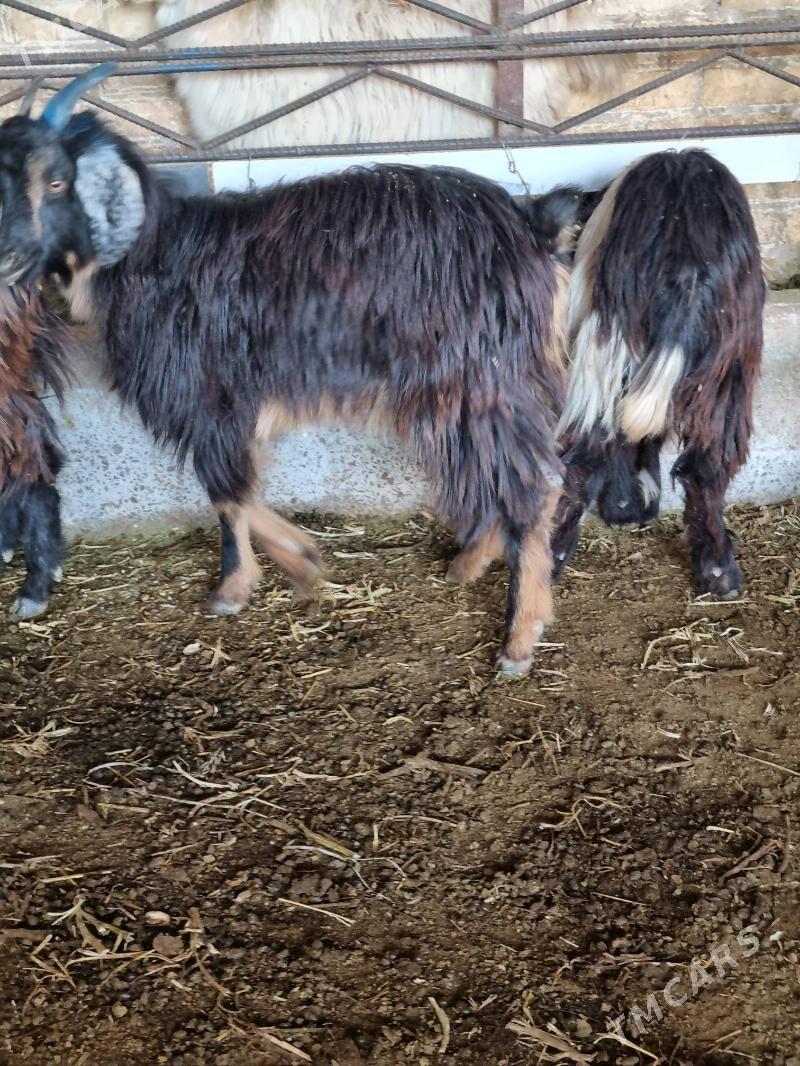 cebis - Dänew - img 3