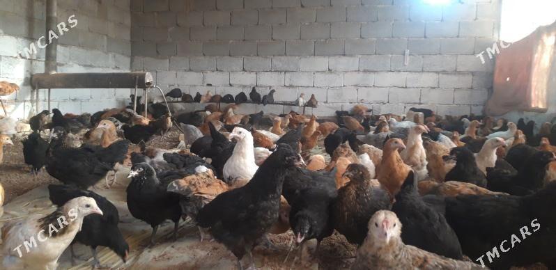 SATLYK JŰÝJE - Wekilbazar - img 6