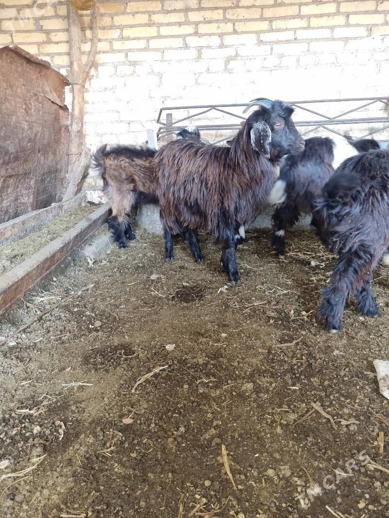 cebis - Dänew - img 4