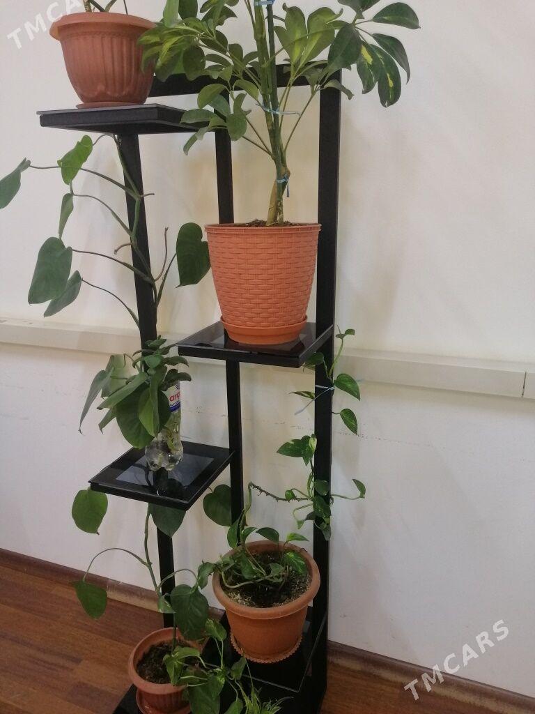 подставка для цветов - Aşgabat - img 2