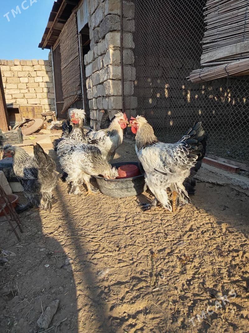 paroda horaz - Мары - img 2