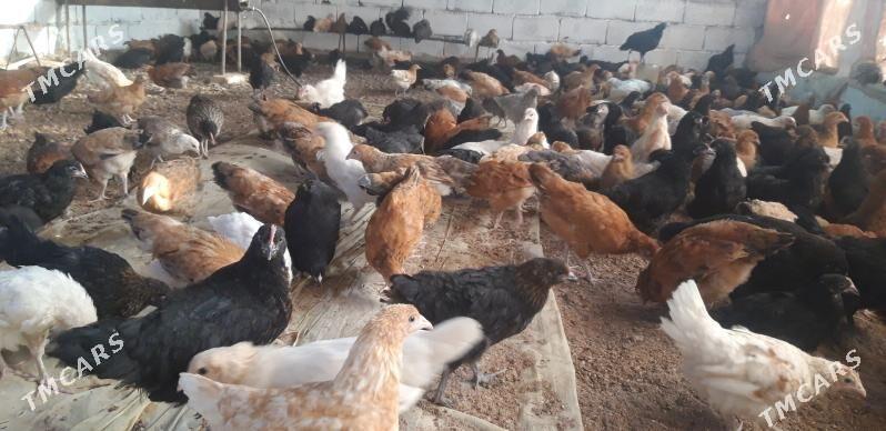 SATLYK JŰÝJE - Wekilbazar - img 7