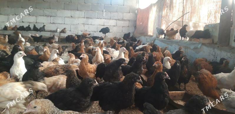 SATLYK JŰÝJE - Wekilbazar - img 9