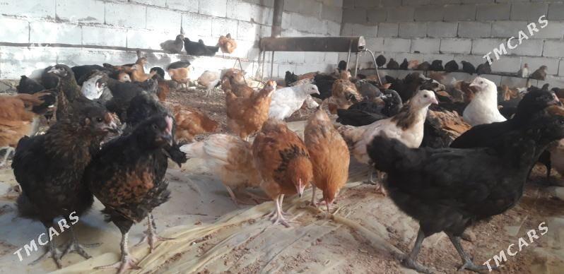 SATLYK JŰÝJE - Wekilbazar - img 8