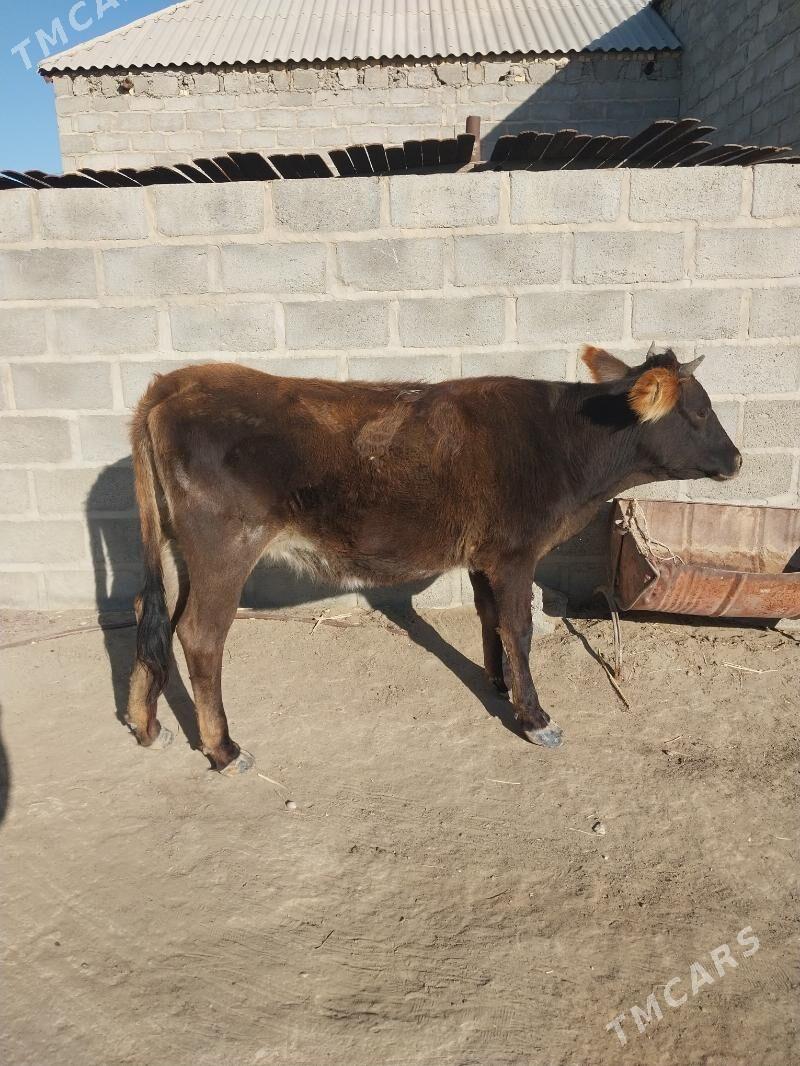 sygyr - Gumdag - img 2