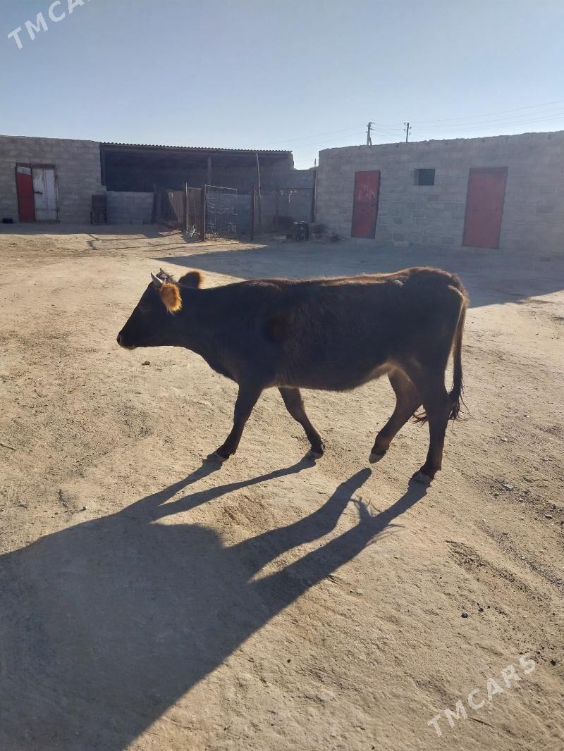 sygyr - Gumdag - img 5