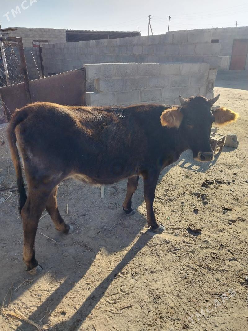 sygyr - Gumdag - img 7