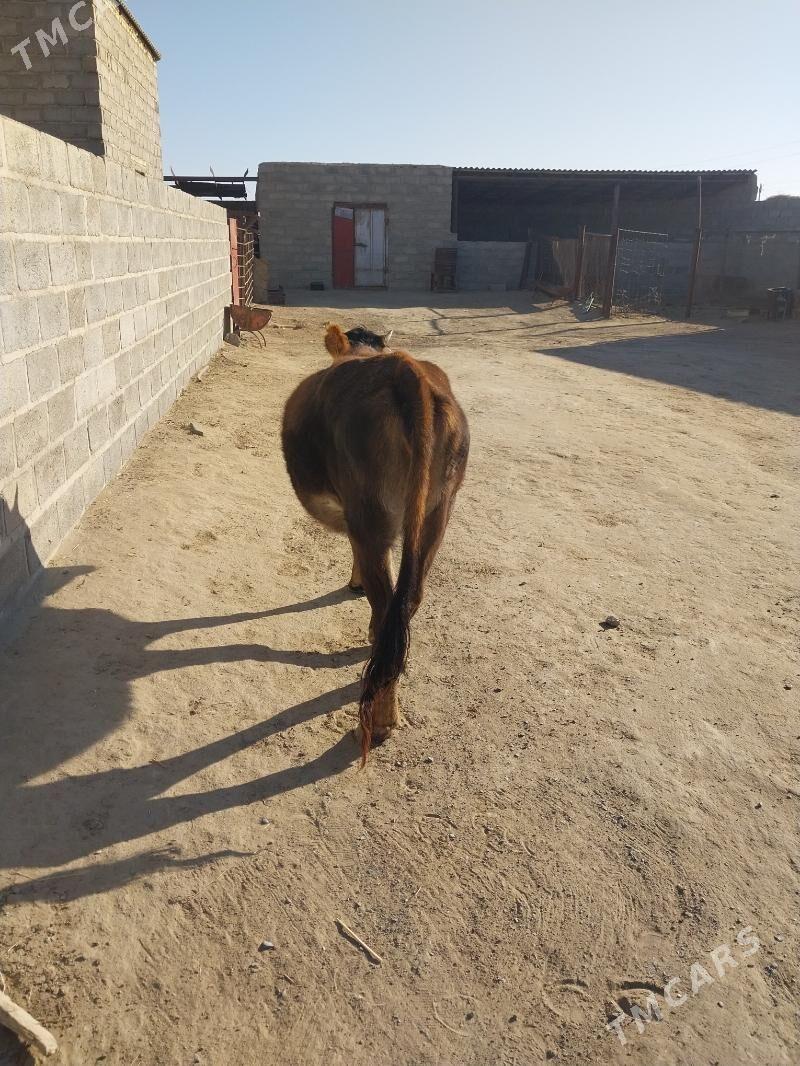 sygyr - Gumdag - img 3