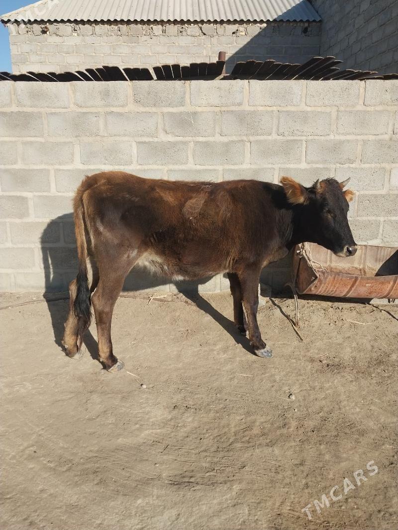 sygyr - Gumdag - img 4