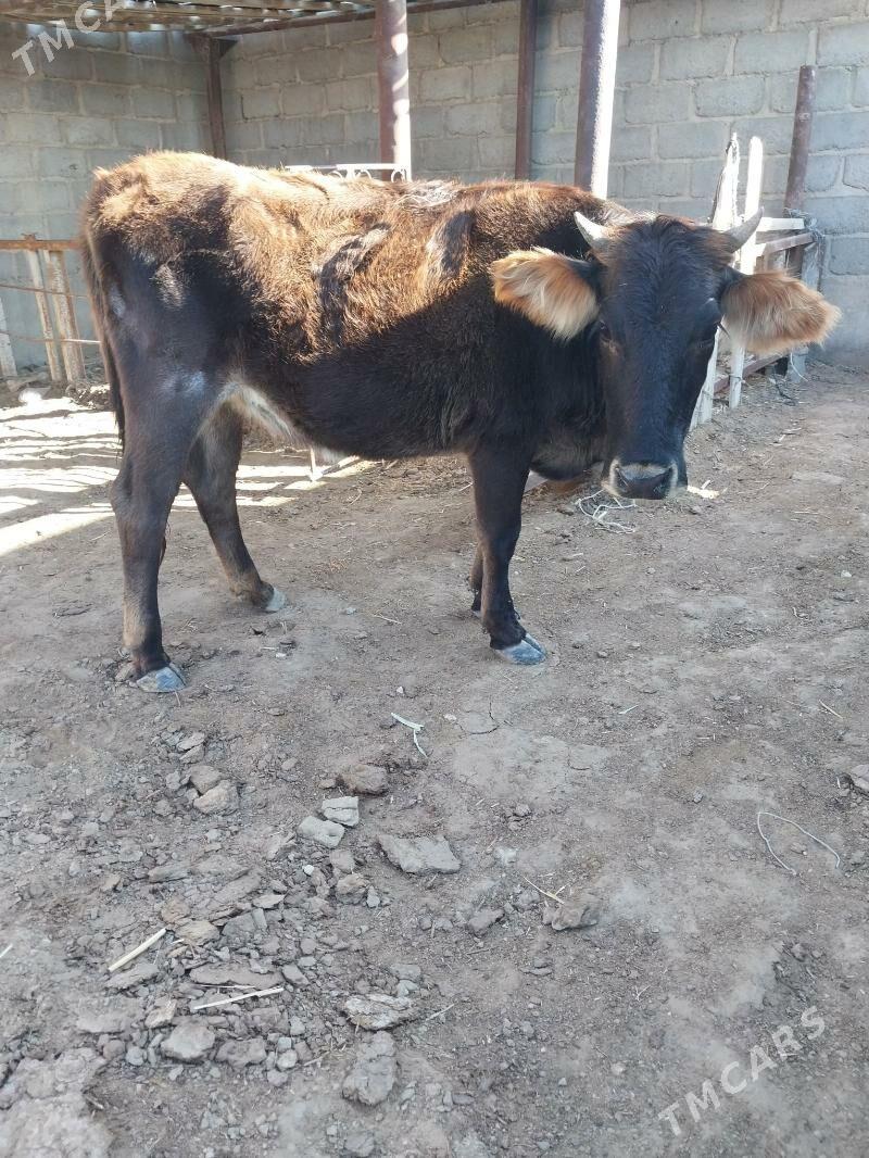 sygyr - Gumdag - img 6